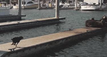 Sea Lion Lol GIF by America's Funniest Home Videos