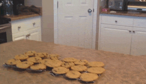 cookies and cinnamon with dog gif