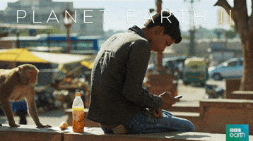 Stealing Monkey Gifs Get The Best Gif On Giphy