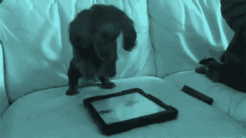 Harlo valentines day win hearts harlo interactive GIF