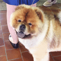 panting chow chow GIF by Westminster Kennel Club