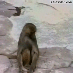 Monkey Lol GIF by Demic