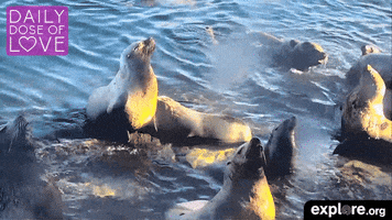 sea lions ocean GIF by explore.org