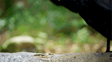 wild animals #spyinthewild GIF by PBS