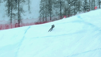 talbotbohemiacardinal  GIF