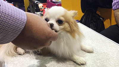 Dog GIF by Westminster Kennel Club