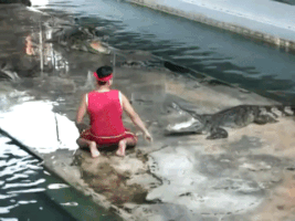 big_street_nigga crocodile GIF