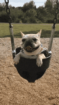 Dog Love GIF by Pamily