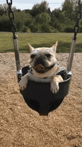 Video gif. French bulldog sits in a baby swing at a playground and swings forward and backward from us with a big grin and tongue showing. 