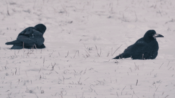 zoly-zelenyak snow cleaning crows bathing GIF