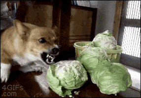 recon  GIF