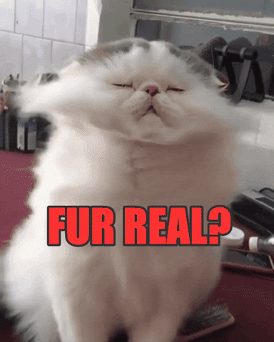 For Real Cat GIF by chuber channel - Find & Share on GIPHY
