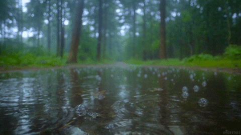 Nature Rain GIFs - Get the best GIF on GIPHY