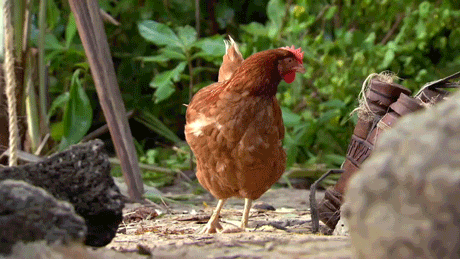 GIF z kurczaka od Australian Survivor