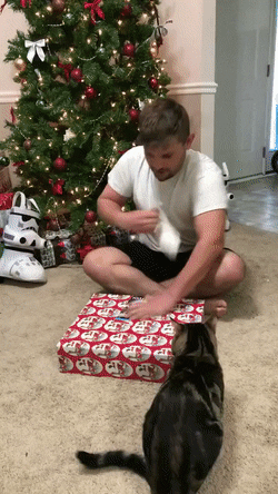 raccoon84 cat christmas present attack GIF