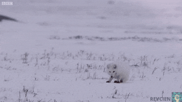 revcien  GIF