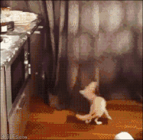 amazebase  GIF