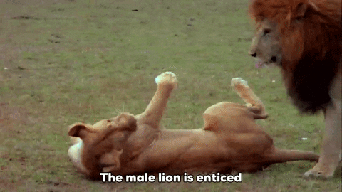 Lions GIFs - Get the best GIF on GIPHY