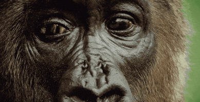 gorille close up GIF by PBS