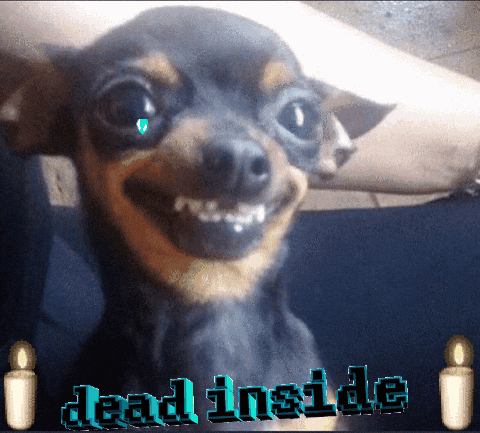 Featured image of post Chihuahua Memes Gif - With tenor, maker of gif keyboard, add popular chihuahua animated gifs to your conversations.