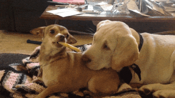 dogs food thief GIF by America's Funniest Home Videos