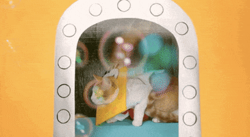 Cat Nickelodeon GIF by SpongeBob SquarePants