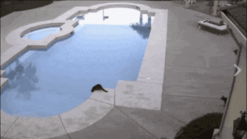 ams  GIF