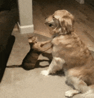 americas funniest home videos GIF by AFV Pets