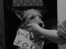 I Love You Dog GIF by Warner Archive