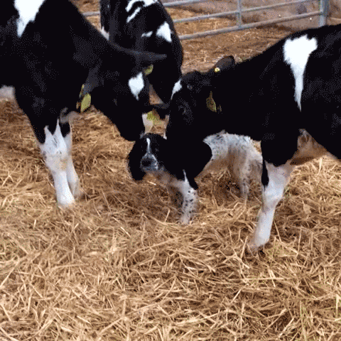 caastrro cow dog lick GIF