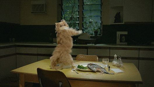 Dancing Cat GIF by Mountain Dew - Find & Share on GIPHY
