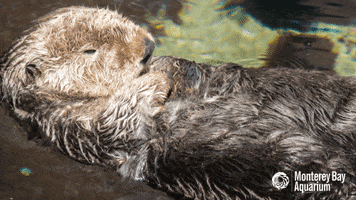 sea otter cat GIF by Monterey Bay Aquarium