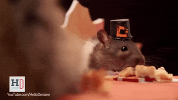 Thanksgiving Hamster GIF