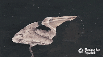 hungry brown pelican GIF by Monterey Bay Aquarium