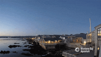 time lapse ocean GIF by Monterey Bay Aquarium