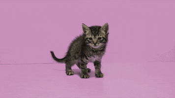 cat pink GIF by Alise Anderson