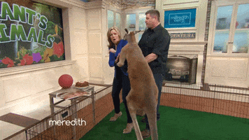 kangaroo jack kiss GIF by The Meredith Vieira Show