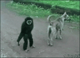 chile humor perro mono GIF