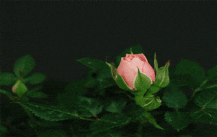 ninka  GIF