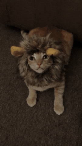 funny cat angry cat gif