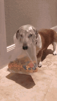 Dog Jump GIF by America's Funniest Home Videos - Find & Share on GIPHY