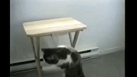 Cats Cat Fight GIF