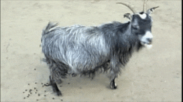 200.gif?cid=fc005b0886e2cdde1fd1706435fd14bb837414ef5a1cfad8&rid=200.gif&ct=g