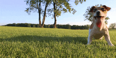 excited pup GIF by AT&T