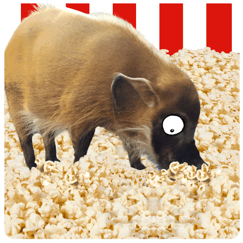 Red River Hog Popcorn GIF by Chris Timmons Find & Share on GIPHY