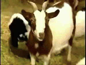 goat