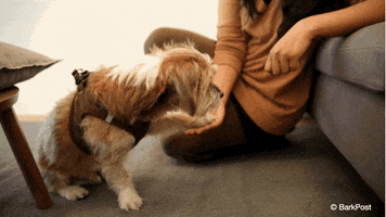 Dog Aww GIF by The BarkPost