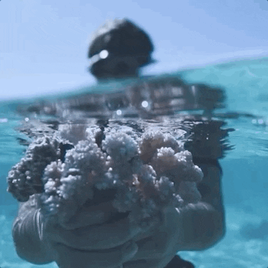 Coral Gardeners GIF