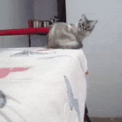 reddy  GIF