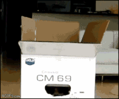 movinglabor cat box creeper GIF